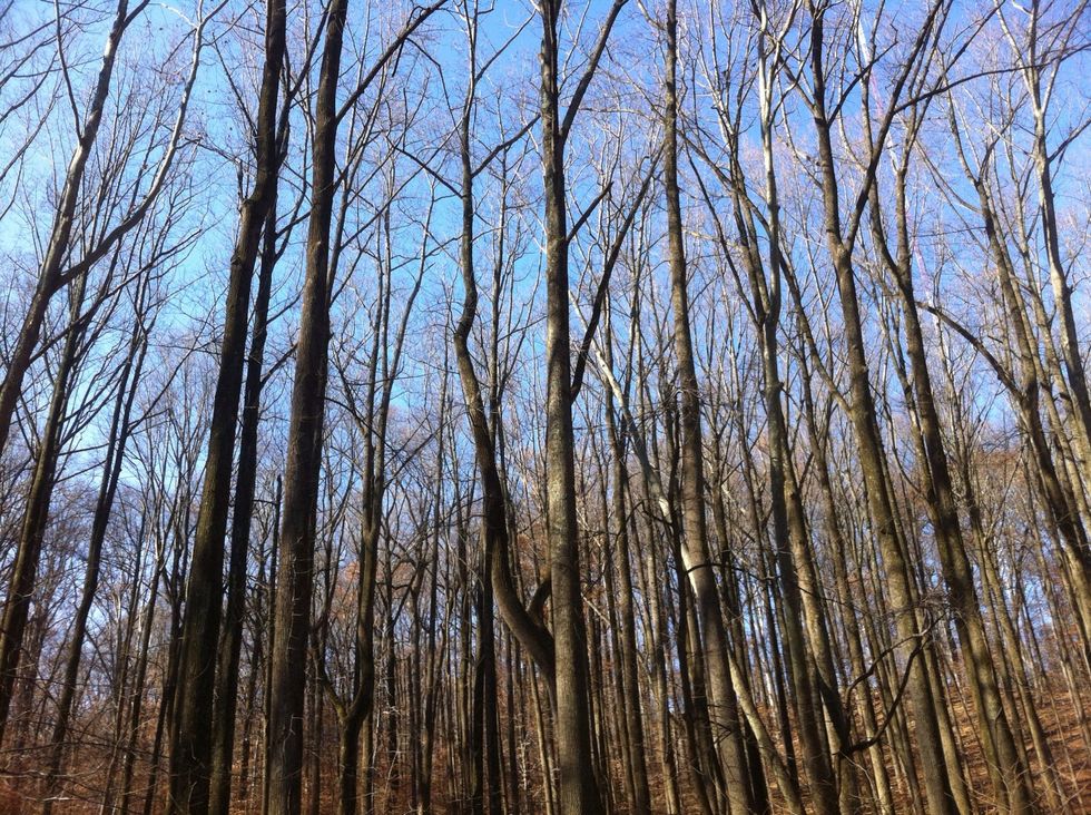 With the strength of a mature tree, take a deep breath and find lots of COURAGE.