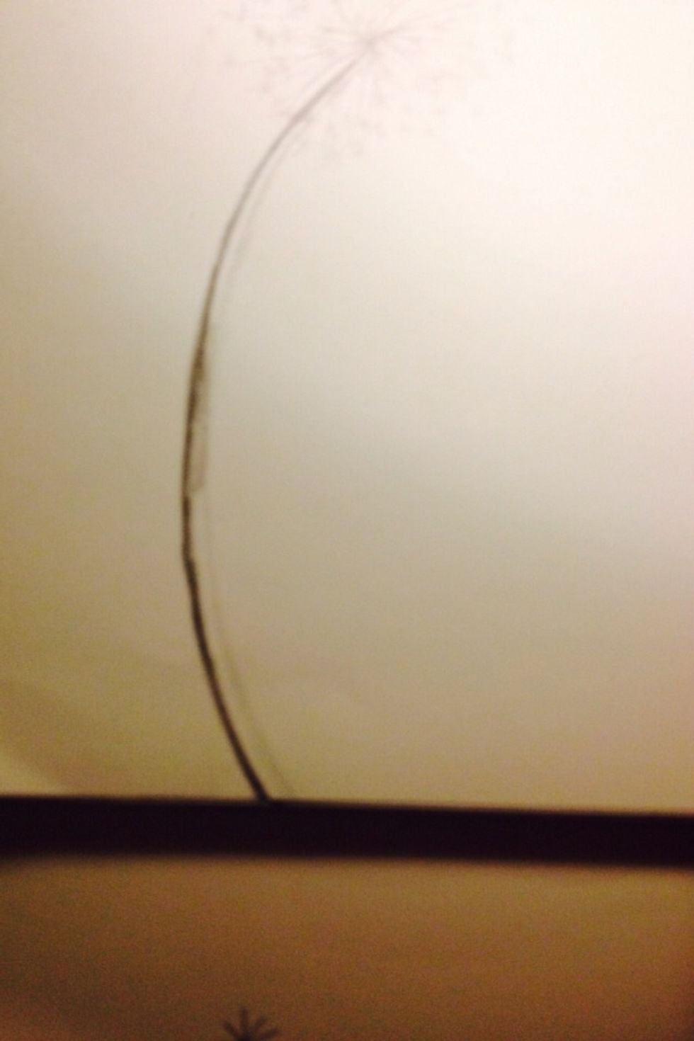 With your 7B drawing pencil, outline your stem to make it more bold