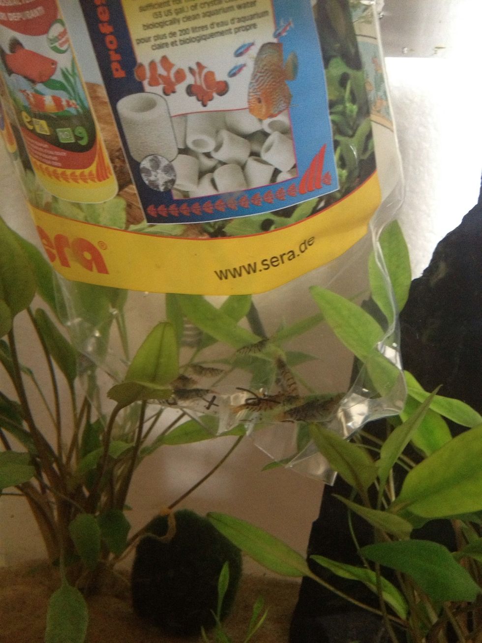 Without opening the bag yet, gently place the bag in the tank. This will get all the water the same temperature.