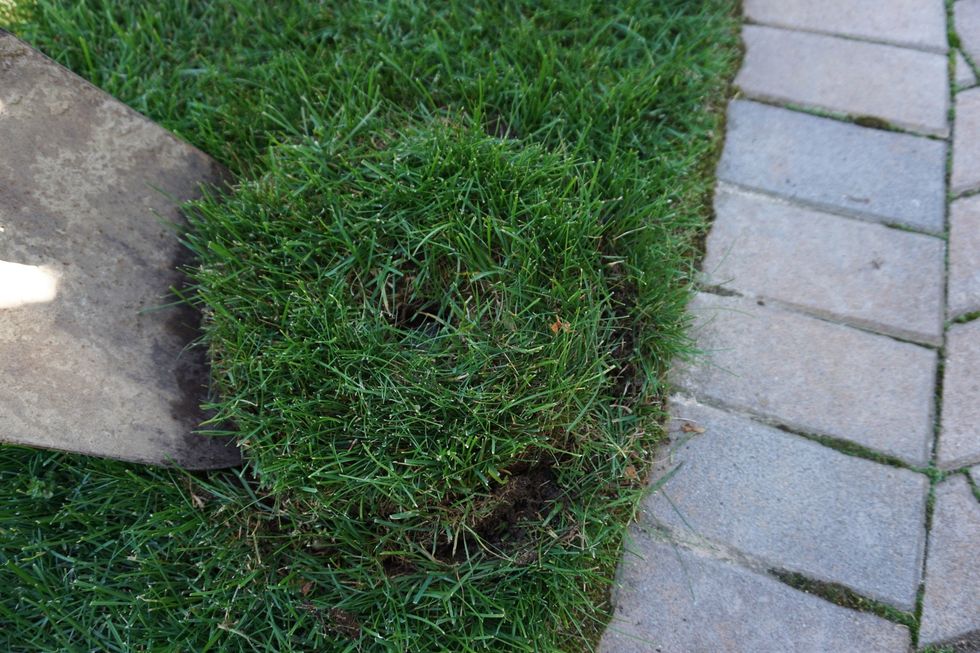 Work the shovel around the head until you complete a full circle. Remember, your pipes are down there so be careful not to stab them with your shovel. The pipes here are deep, yours may be shallow.