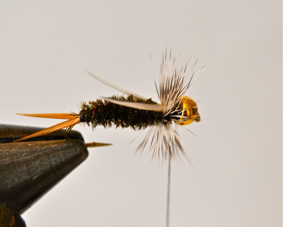 Wrap the grizzly hackle 4-5 times and tie off and trim off the excess hackle.