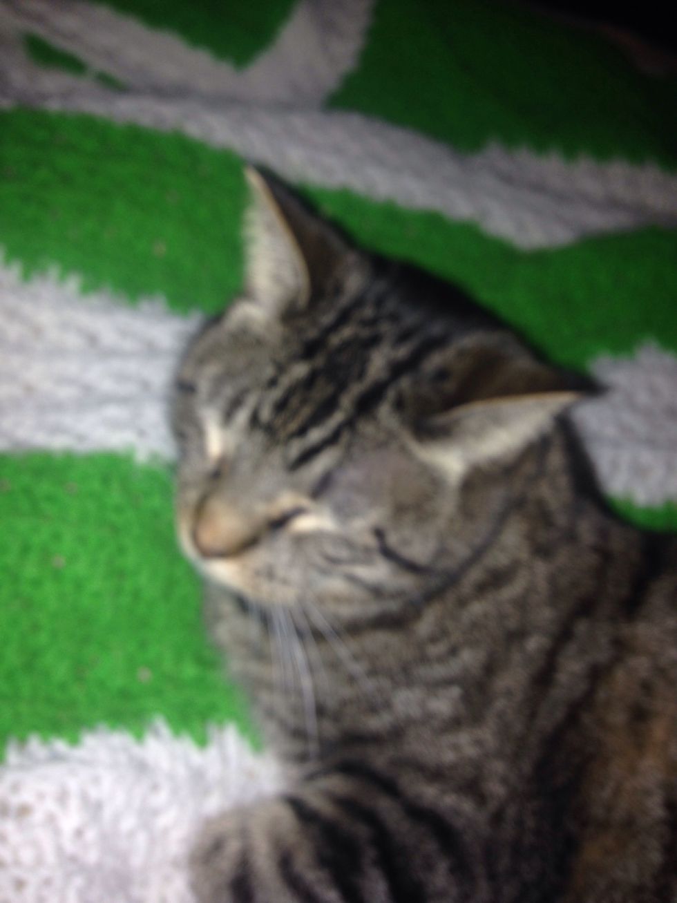 Yes, this is my cat, Mary. At times, when no one else is there, Mary shows up and brings me joy - a small "success" but for me, a meaningful one.