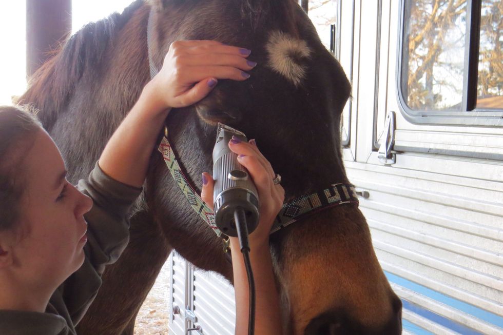 You also need to clip the whiskers above and below their eyes, but avoid trimming the eyelashes. Make sure you cover the horse's eye so stray whiskers don't fly in and you don't hit their eye.