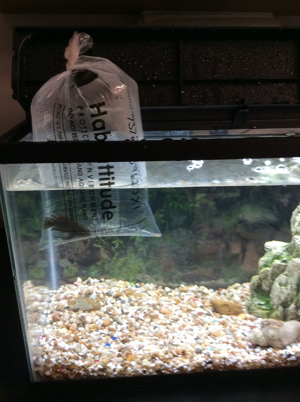 You are now ready to go out and buy your new friend! We purchased an Oscar fish and this was right before we released him into his new home! And that is how you set up a 10 gallon aquarium!