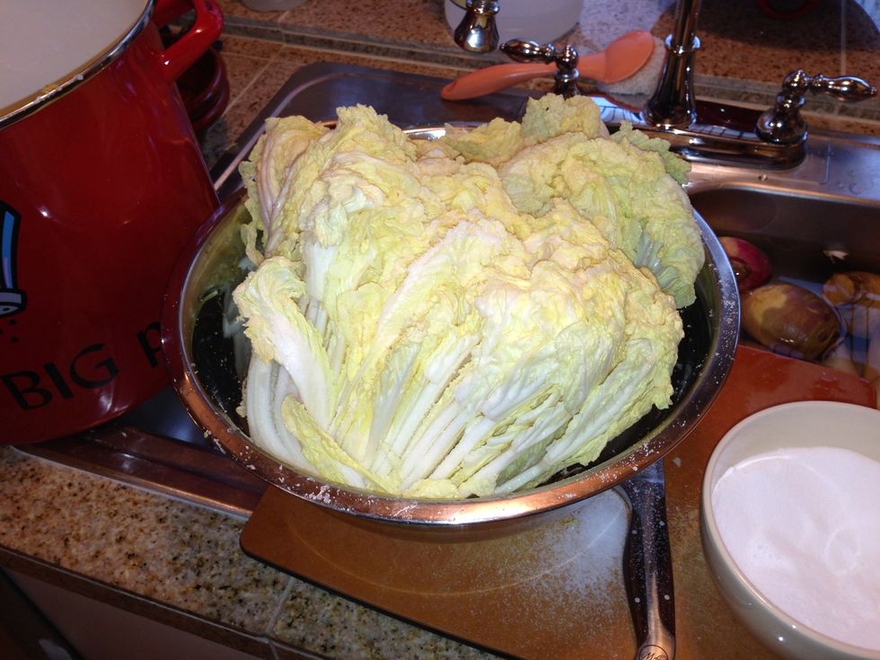 You can actually place directly into your enameled vessel for curing. I just had to juggle my pots and ready the curing vessel to accommodate all this cabbage! \ud83d\ude04