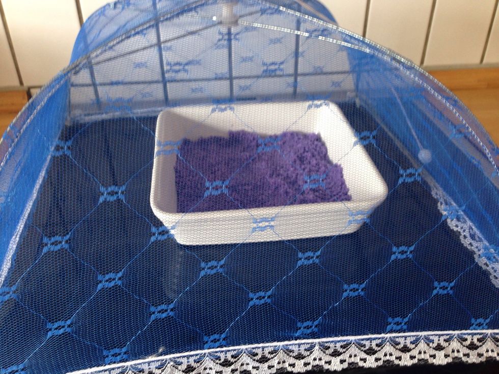 You can dry it in the oven at 100 degrees celcius for an hour. I chose to let it air dry, covered on my kitchen table.