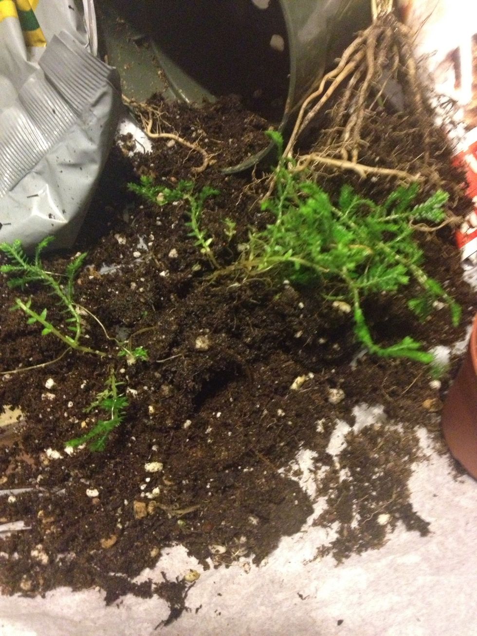 You can even break apart some plants if their roots allow. Each mini tropical plant was $1.79 and I was able to separate some of those.