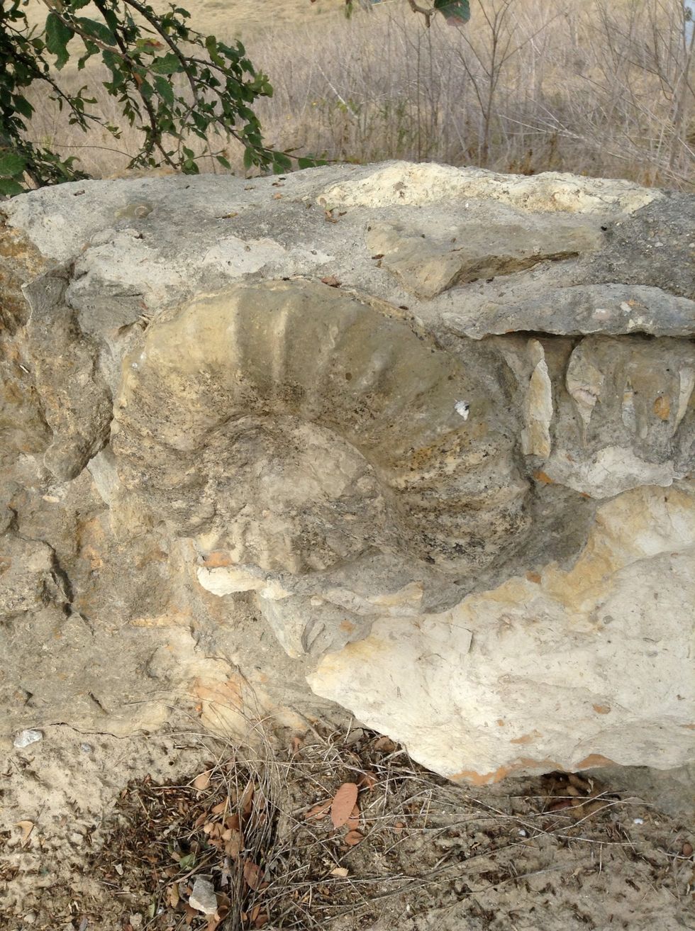 You can find amazing fossils at the OLC.