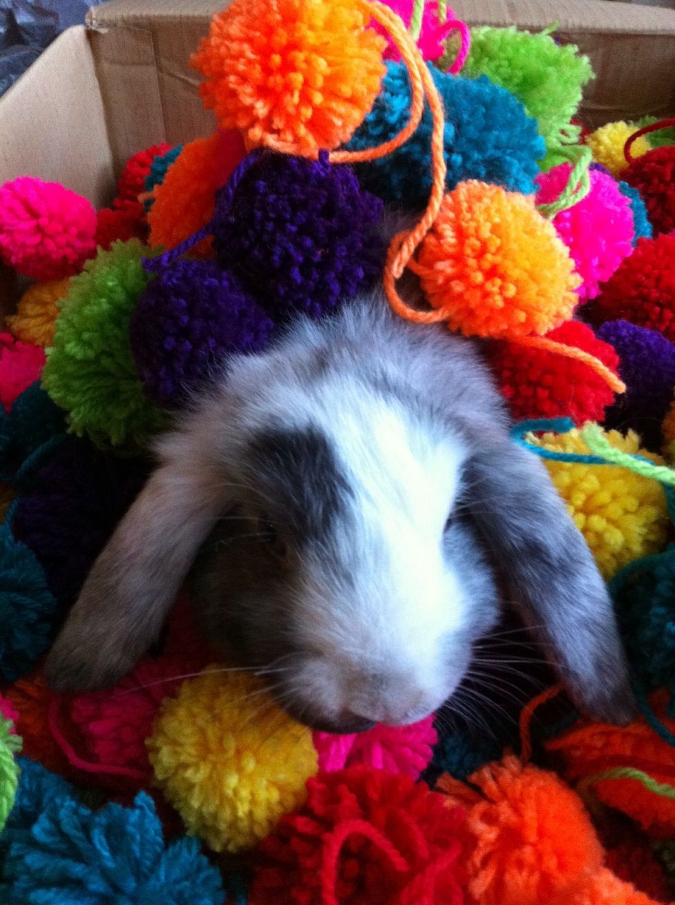 You can let your pet bunny play with the pom poms or use for pretty much anything. Look at next step to see my use for them.