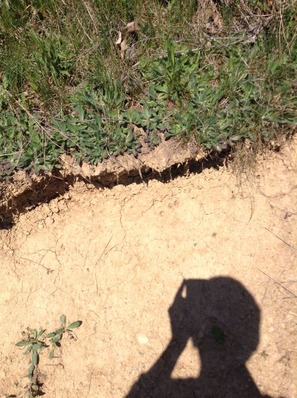 You can see the weathered rock beneath the little cliff. (Weathering, however this could also be erosion)