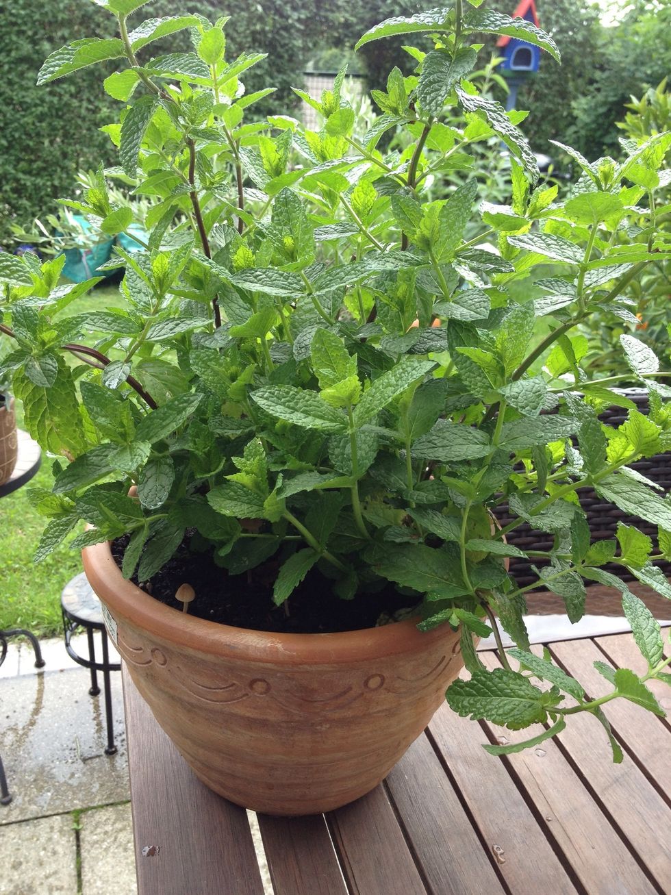 you can take any kind of mint