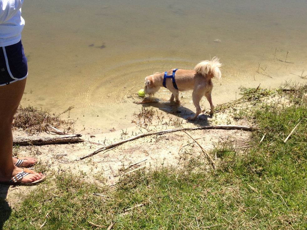You likely will need to repeat the last step a few times before your dog willingly takes the plunge, but if your dog is like mine once it does you will have a hard time keeping him away from water.