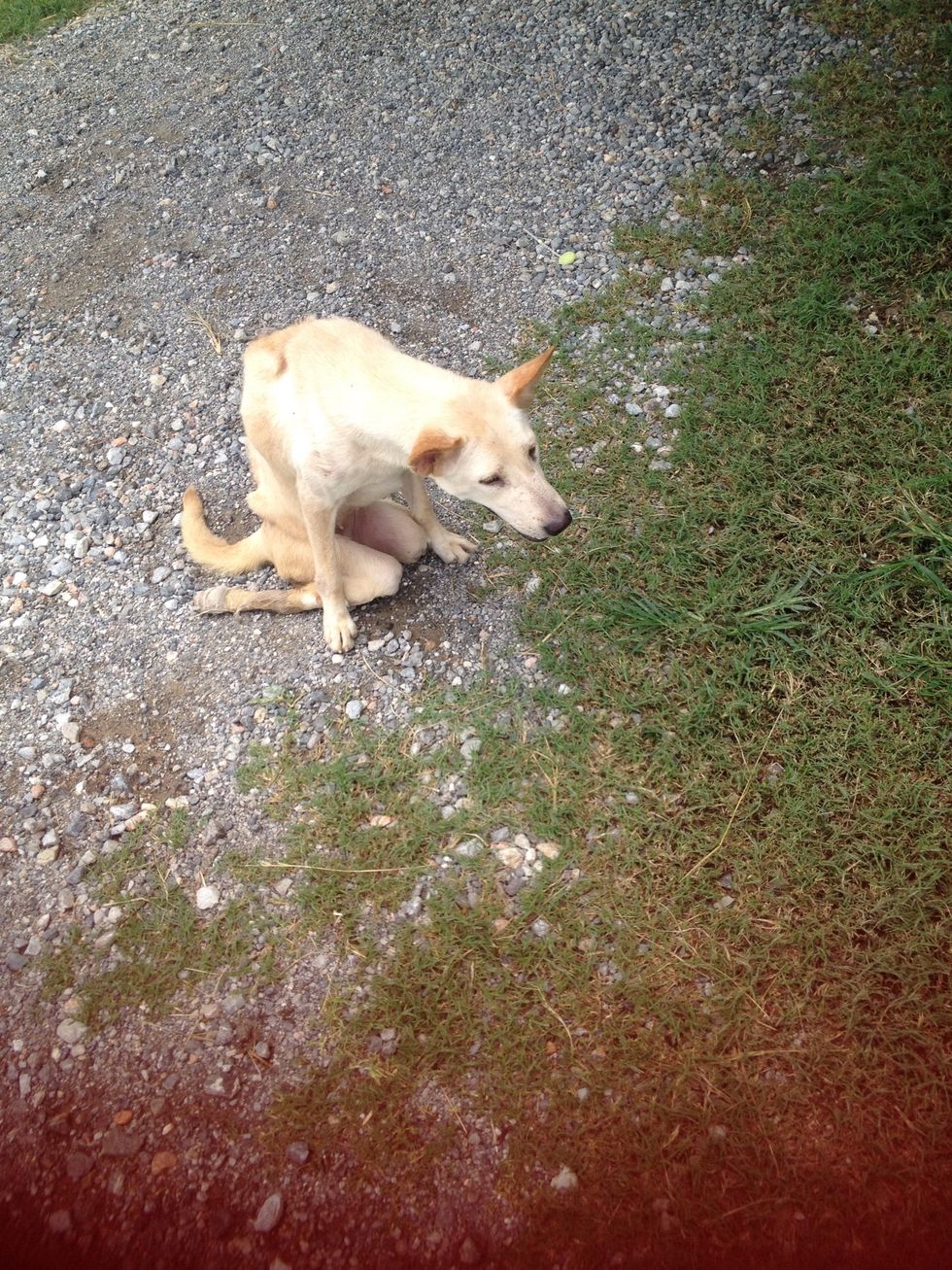 You'll learn good things from them. This one got 2 broken legs but one fighter's heart. Get up on your good feet and fight!