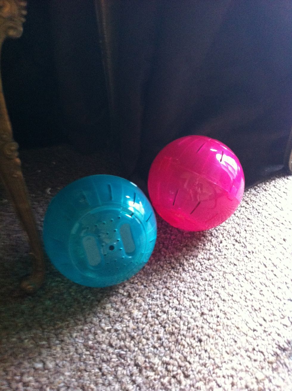 You'll need exercise balls for a place to put the hamsters when cleaning the cage, as well as when you want some play time with them. Clean these once a week with the cage.