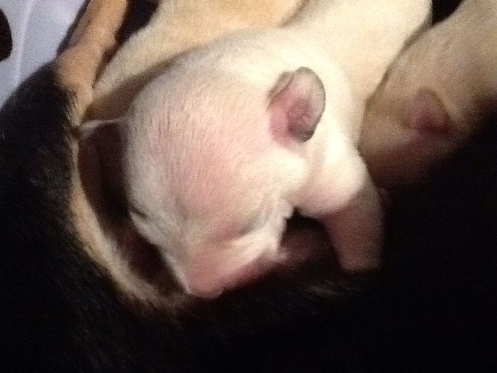 You might be asking what breed are these Beautiful puppies? Well just incase you are the mother is "Deer Head chihuahua" and the Father is "Jack Russell".