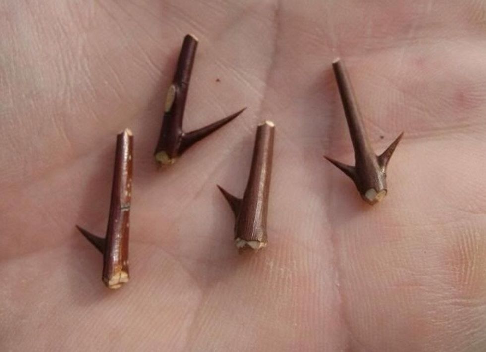 You might even find some fishing hooks already made by nature.