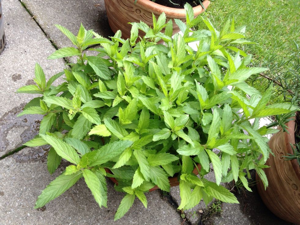 you need a few peppermint leaves