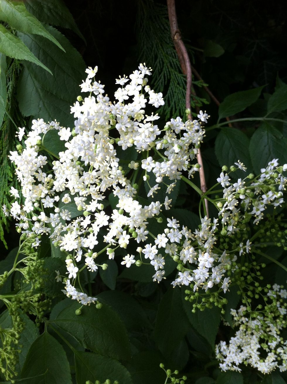 You need about 20 large elderflower heads about 300g