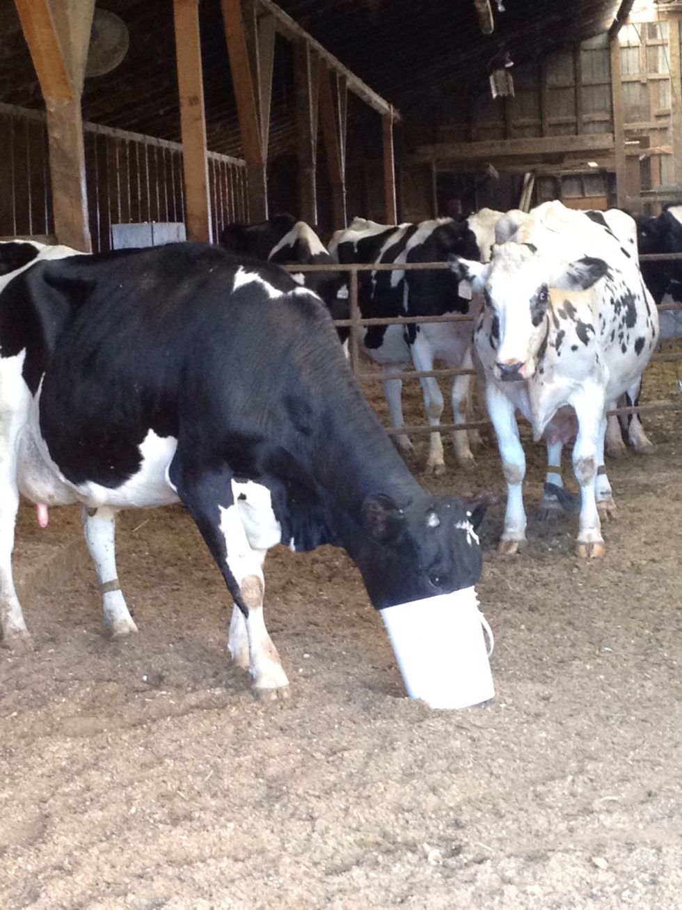 you need to feed them a lot of hey because they have to produce lots of milk for the calves (that is what they think)