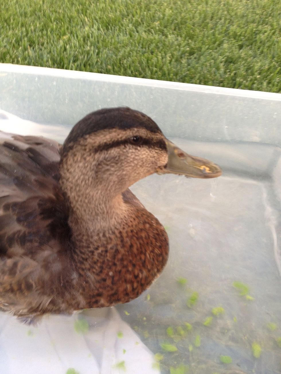 You need to make sure your duck knows you love it and spend lots of time with him!