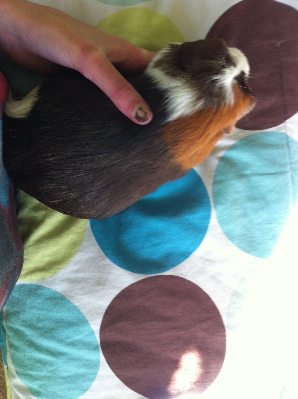 You're going to wat to hold the guinea pig's behind against your body and (I'm right handed) put your right hand under the belly.