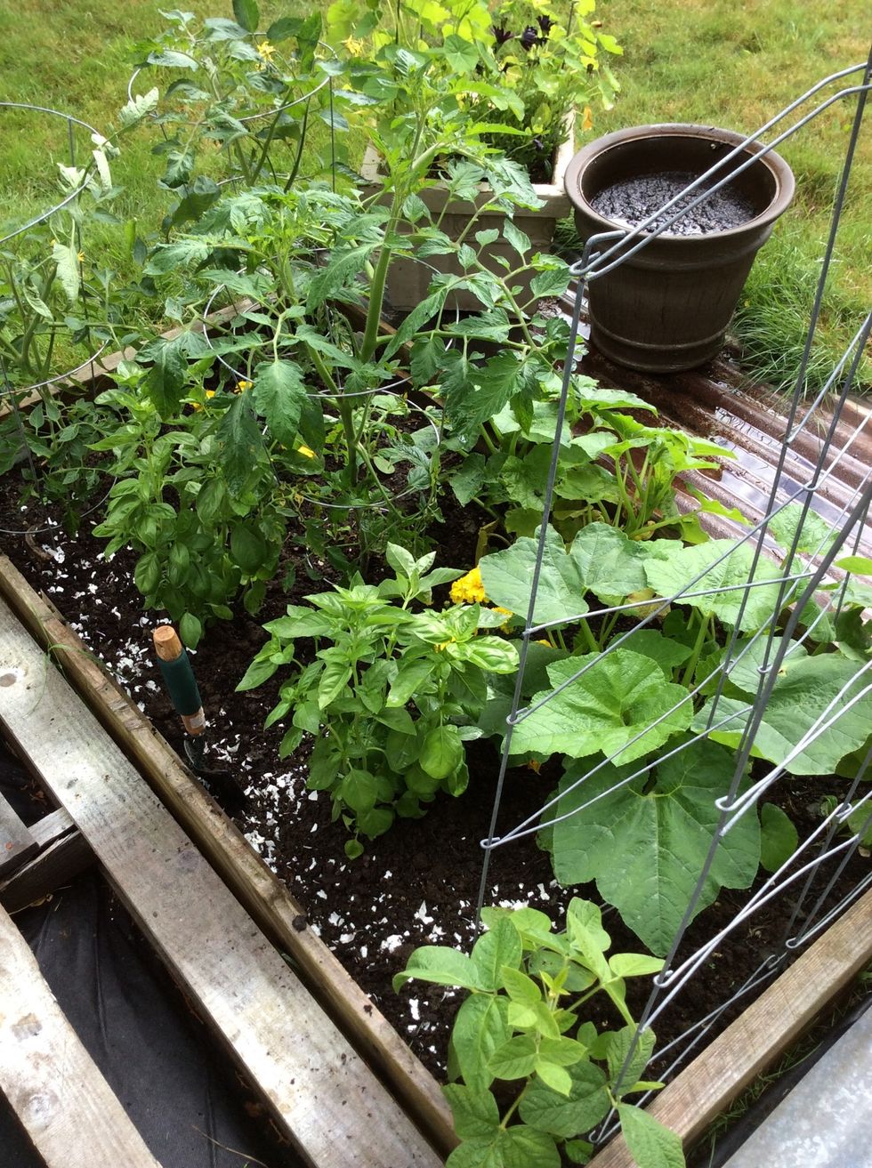 You're veggies will love you!!