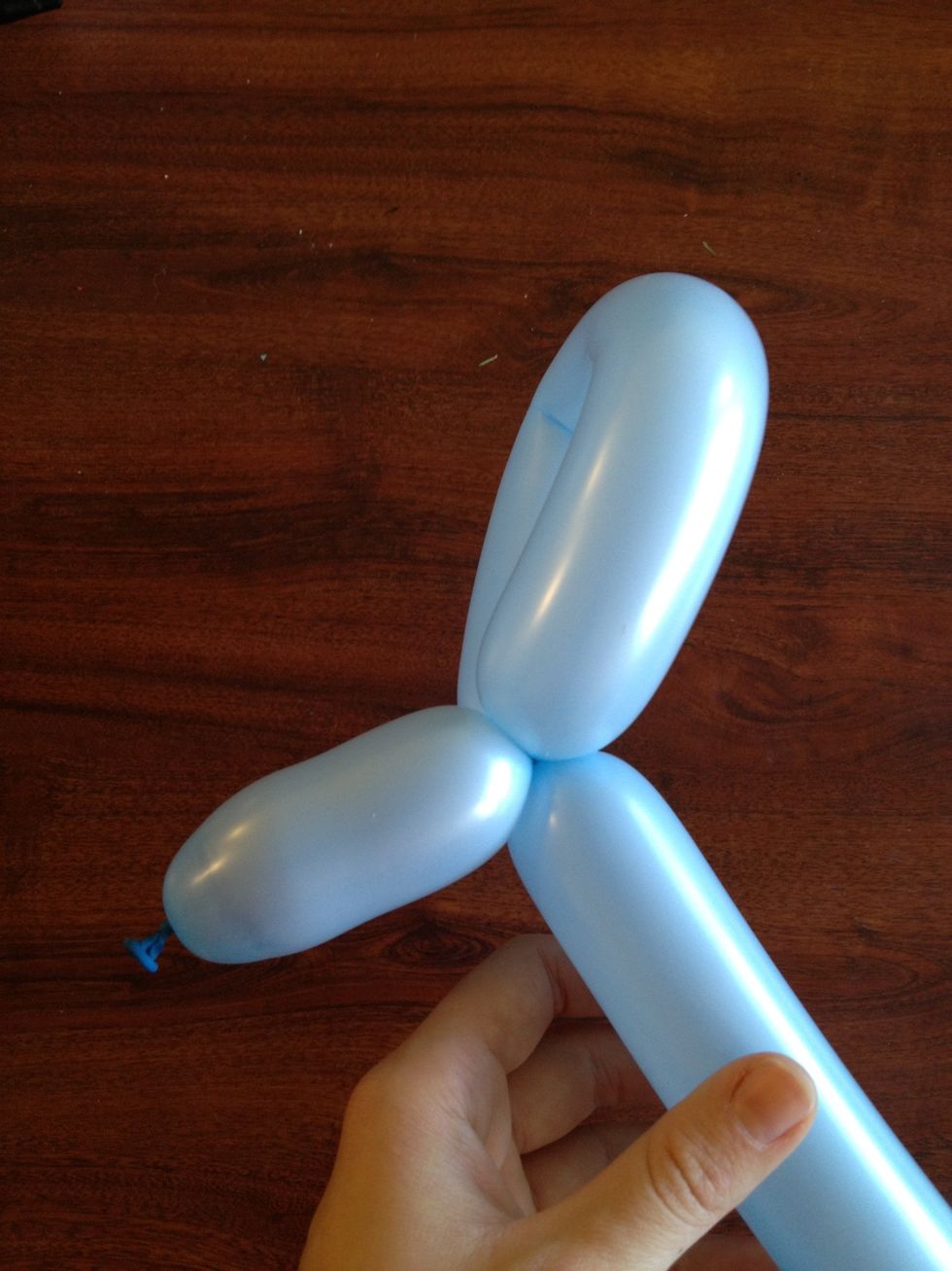 You should now be left with the shape that will be the head to your dog balloon animal. :)