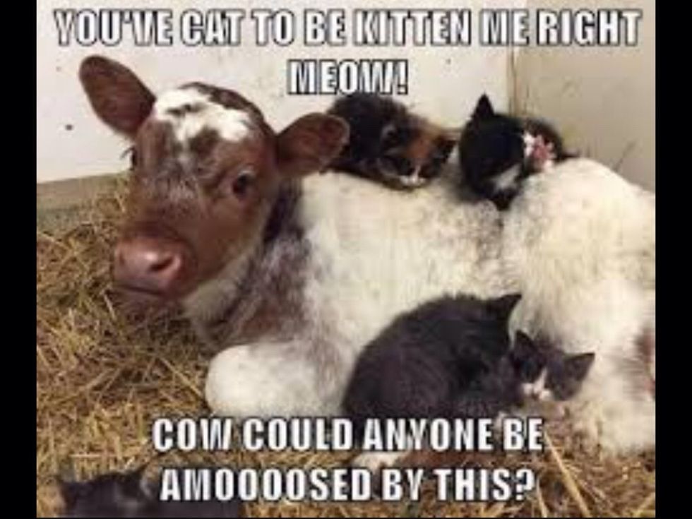 You've cat to be kitten me right now\n\nCow could anyone be amoooosed by this?