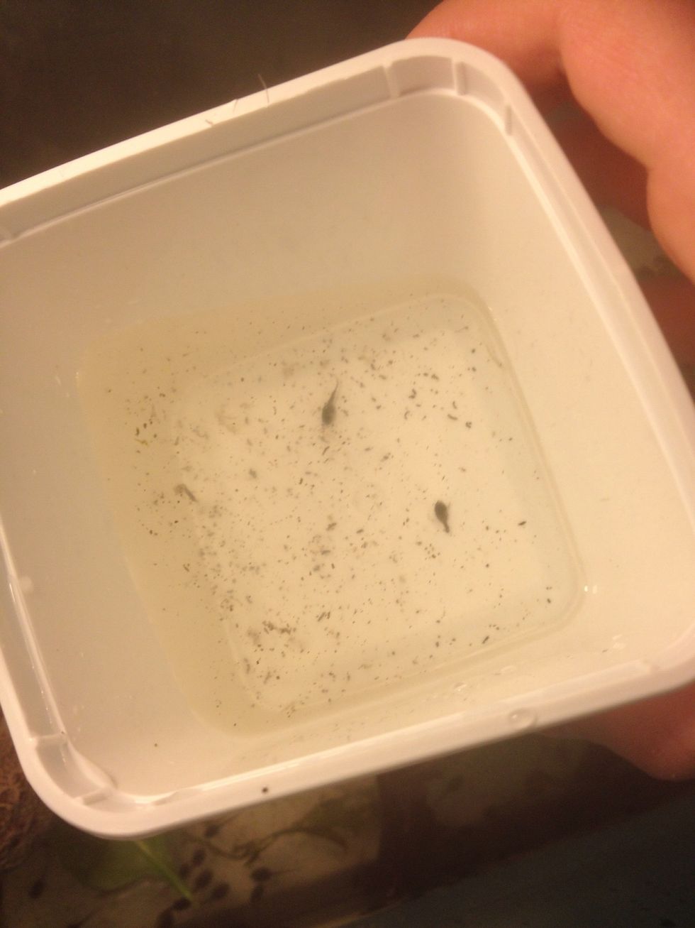 How to raise tadpoles B+C Guides