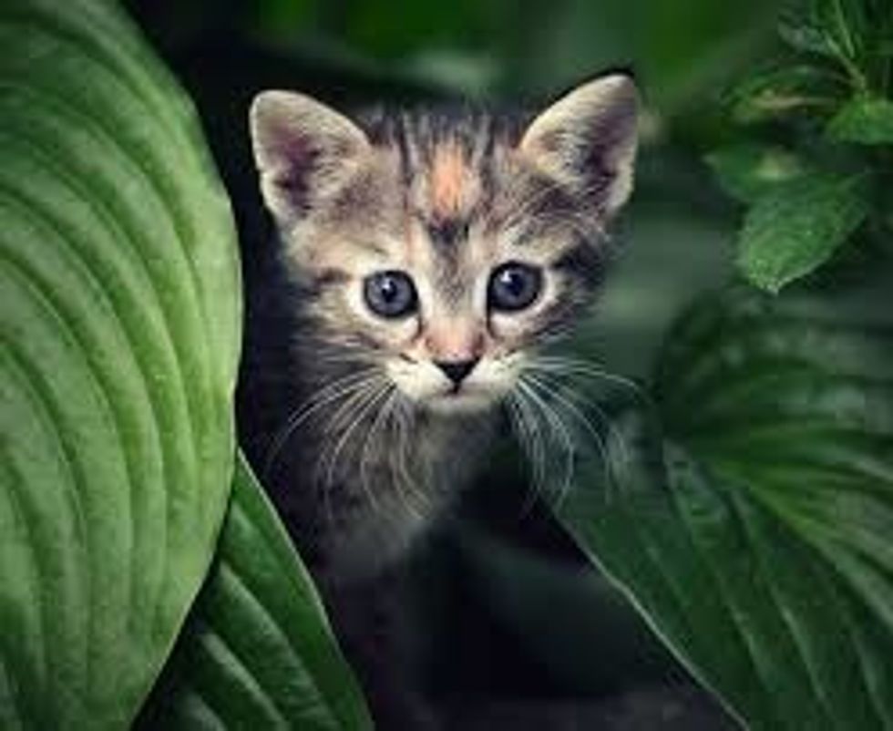 You will need a cat that is feral or wild and then get it in a cage but if you want two wild cats get two cages.