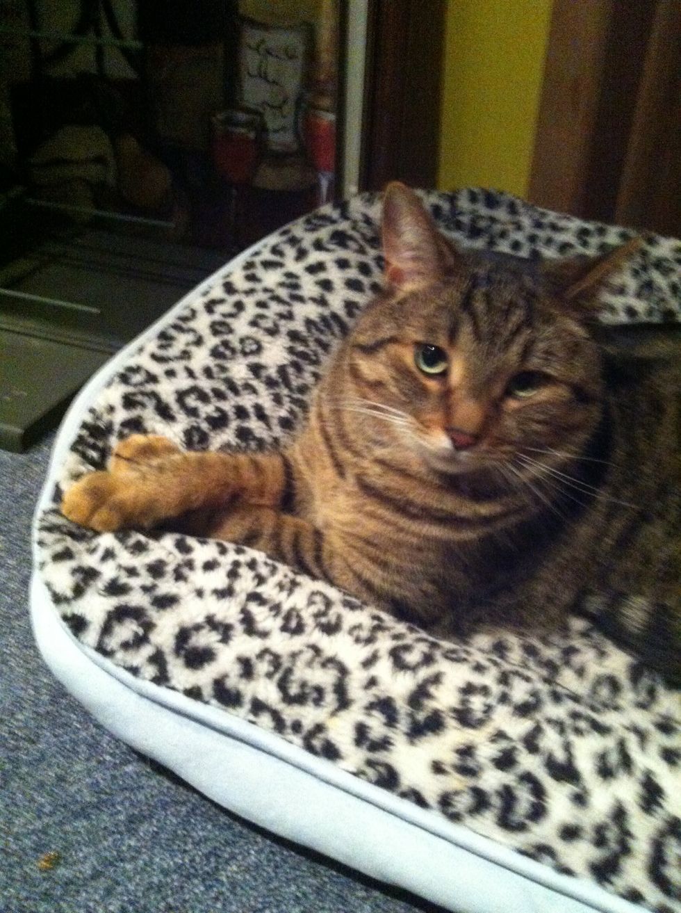 Your cat must be tired after all that hard work set your cats bed up in one room for the first week that he will be staying with you, cat need to get adjusted to their new environment.