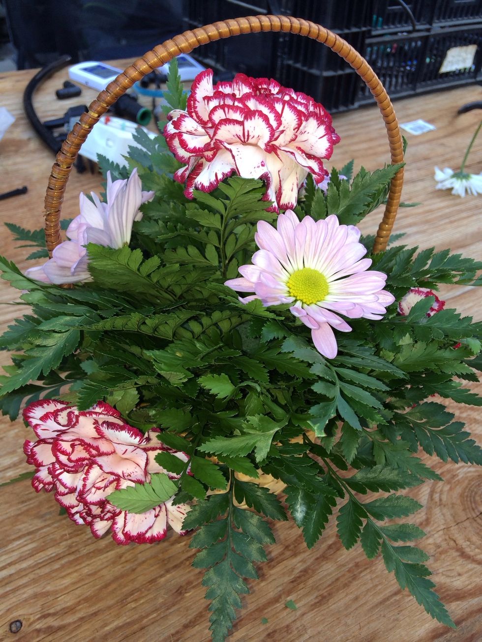 Your daisies should look like this.