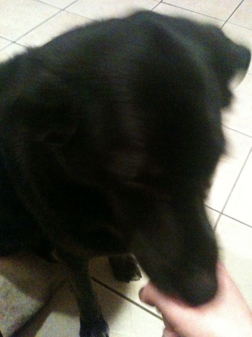 Your dog will try everything in the book to get the treat from you. All you have to do it wait...