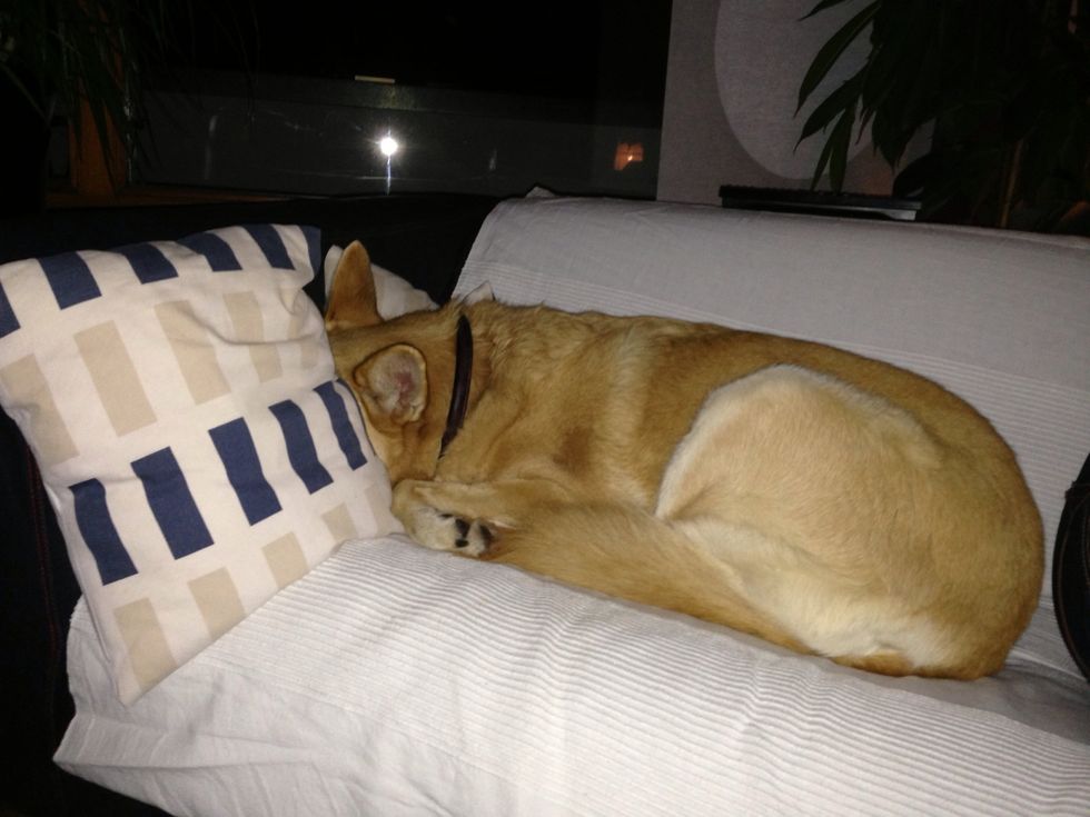 Your dogs don't know where to sleep from now on?
