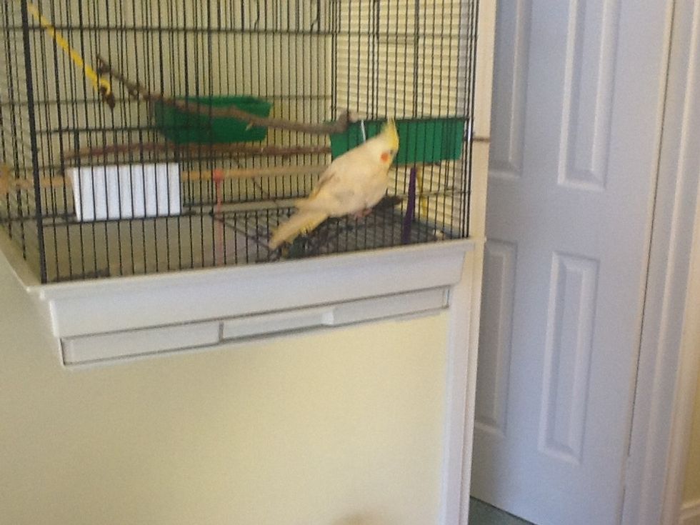 Your feathered friend will love a nice clean cage!