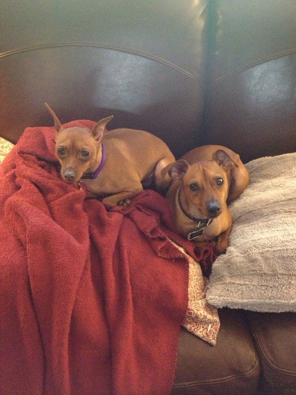 Your mission: to get lazy pups out for a refreshing walk \ud83d\ude04