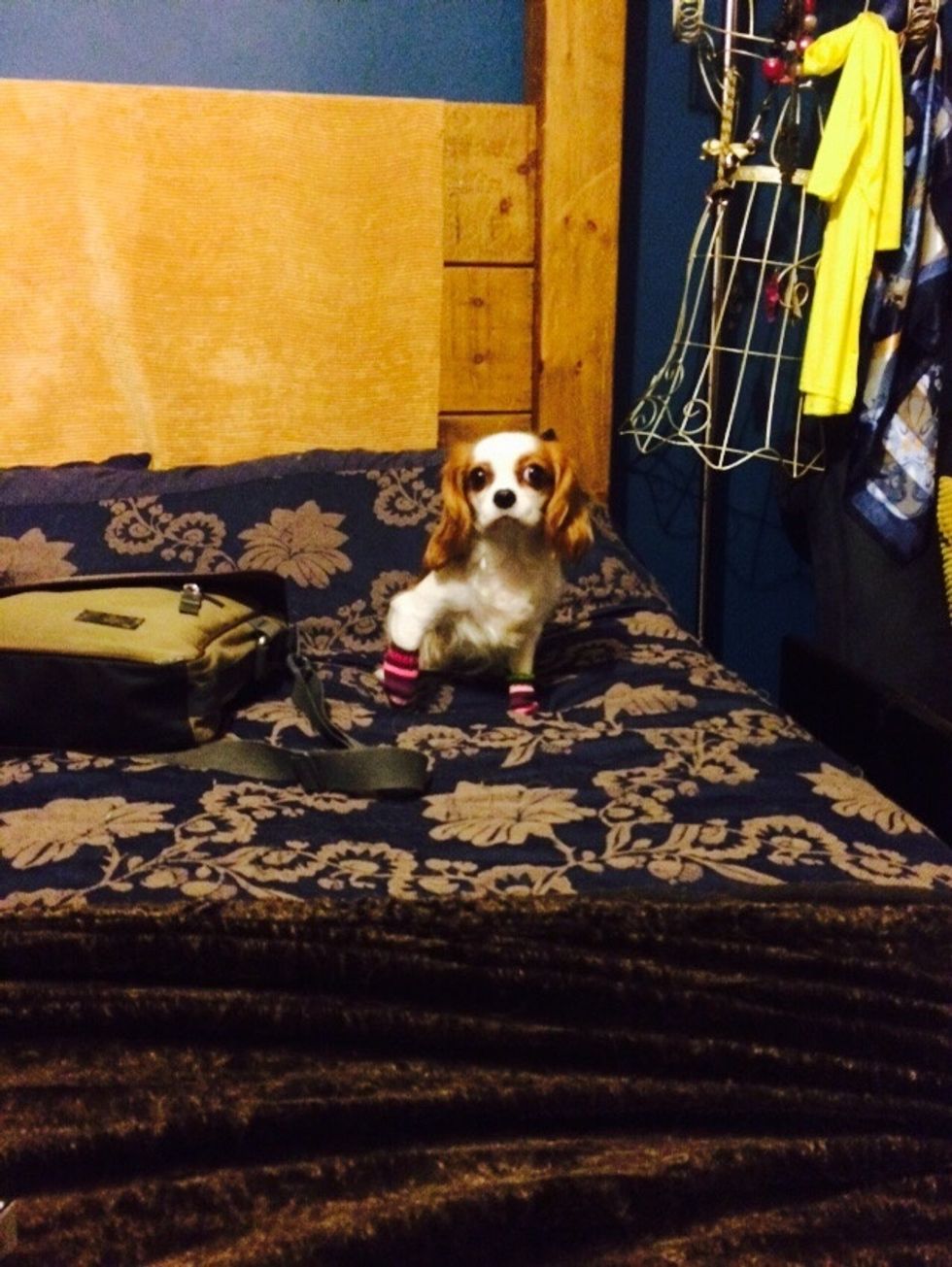 Your need one adorable dog, that's up for some dancing. This is Madison my wonderful King Charles Cavalier.