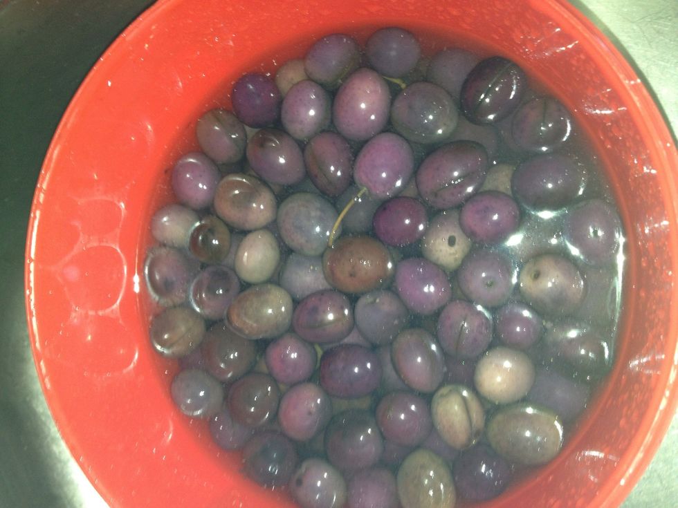 Your olives will cure for 6 weeks. Turn or shake your olives every day. Rinse your olives 1 x week and add new brine. After 6 weeks, taste for bitterness.