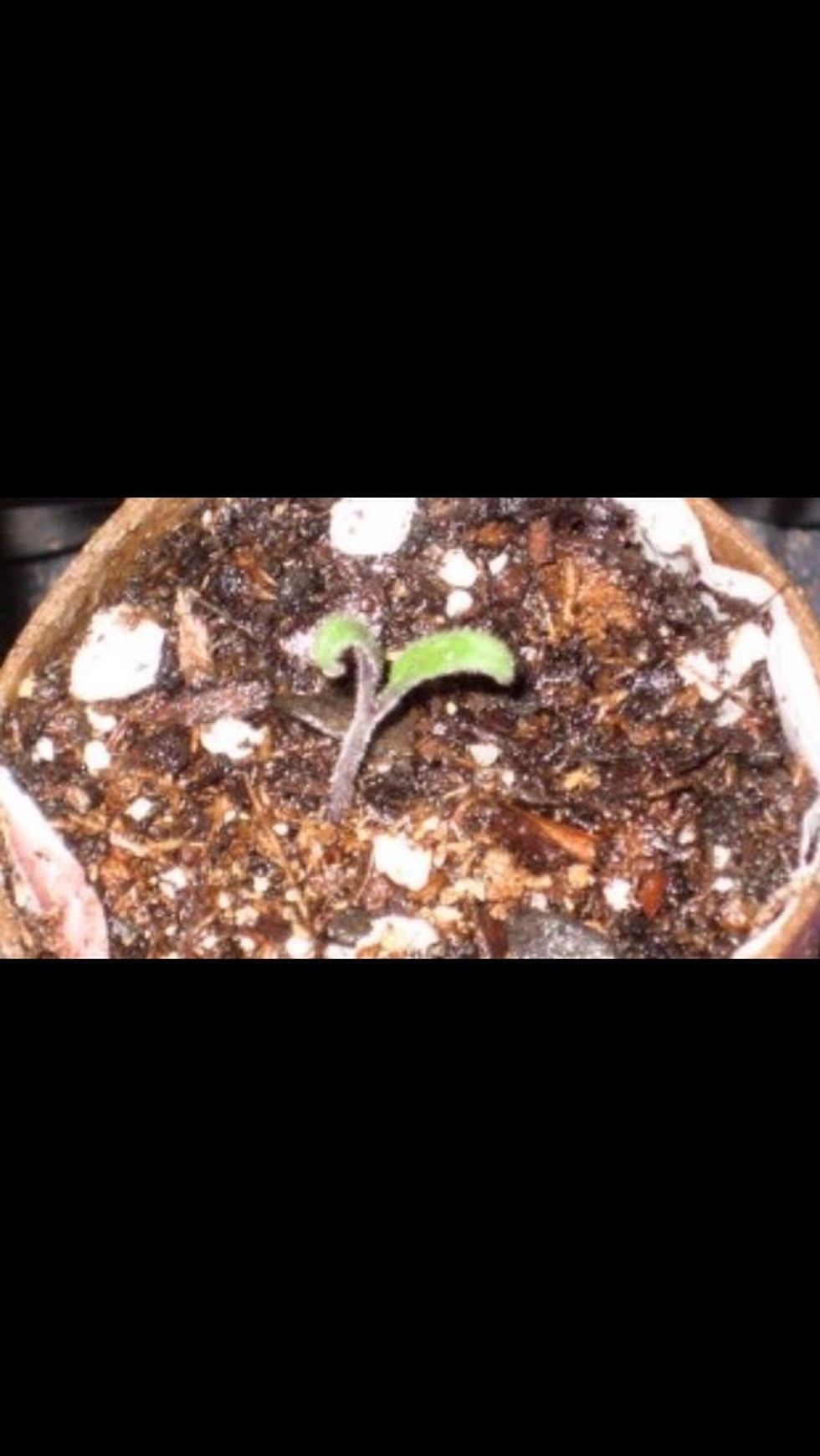 Your plant will grow!