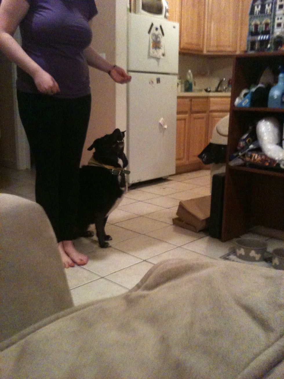 Your start position is to have the dog sit on either side of you.