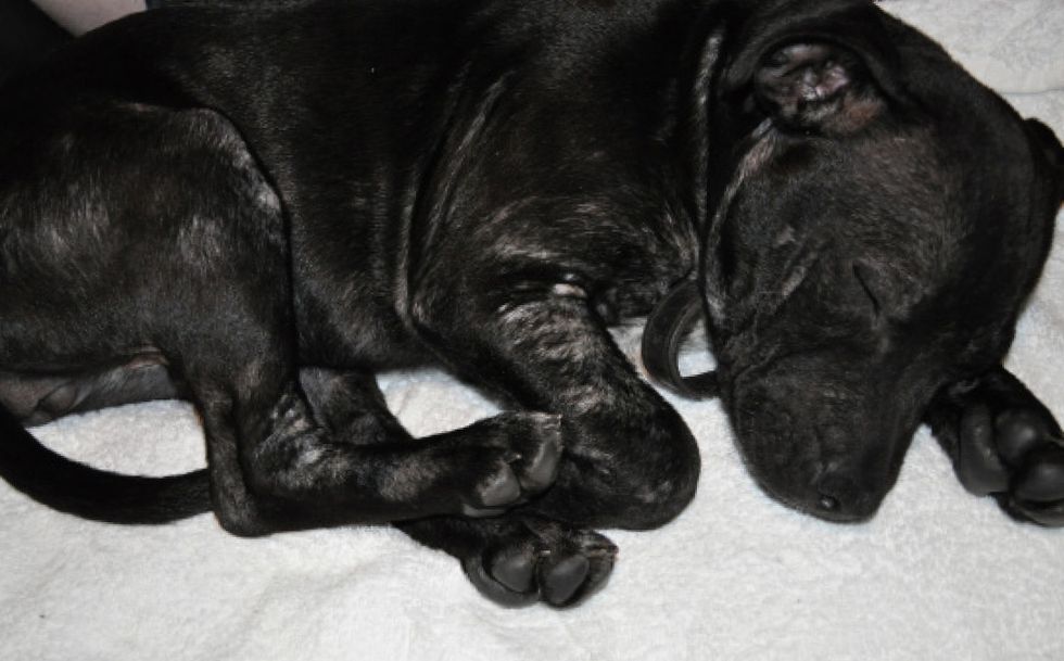 Your vet can spot mange infections by spotting mange mites with microscope. Sarcoptic mange is treated with insecticidal shampoos and sprays.  To know more click here : http://goo.gl/SVBNSK